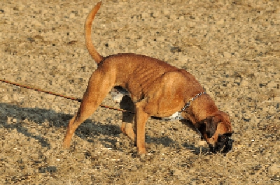 Fährtenboxer